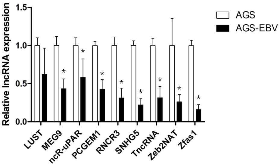 AGS 대비 AGS-EBV에서 세포 lncRNA 발현양 qRT-PCR 결과. n=3; *, P value<0.05