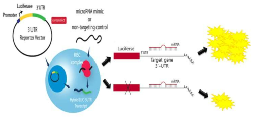 miRNA 타겟 검정을 위한 Luciferae Reporter assay의 원리