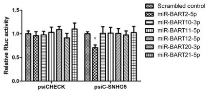 miR-BART2-5p에 의해 psiC-SNHG5의 luciferase activity 감소를 관찰. n=3; *, P value<0.05