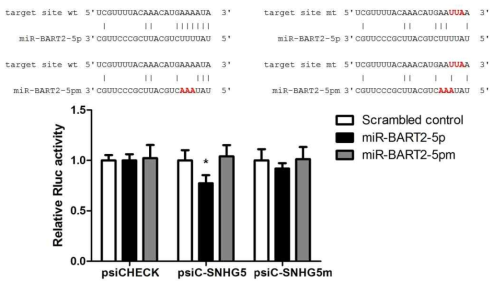 miR-BART2-5p가 SNHG5 서열을 직접 타겟하는지를 reporter assay로 검증. n=3; *, P value<0.05