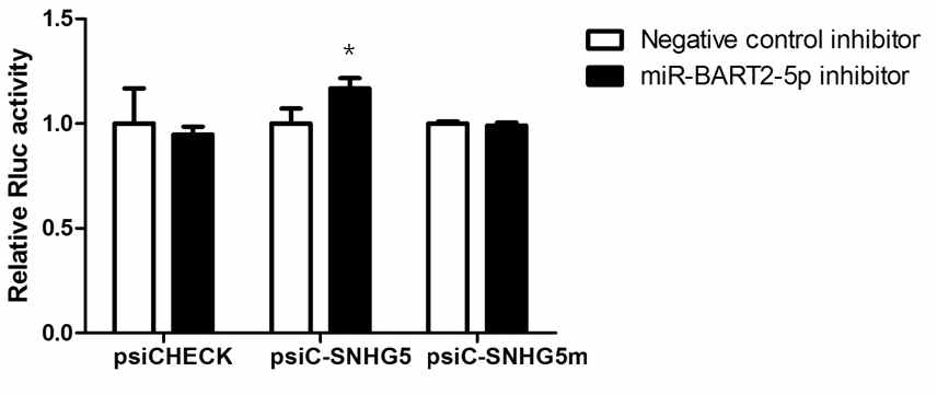 Endogenous miR-BART2-5p 저해에 따른 psiC-SNHG5의 luciferase activity 변화 관찰. n=3; *, P value<0.05