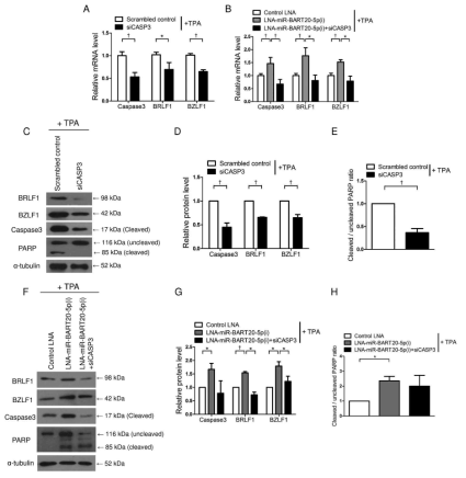 caspase-3 억제에 의한 immediate early gene 감소