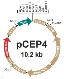 pCEP4 벡터의 모식도