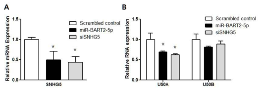 miR-BART2-5p가 SNHG5와 U50의 발현에 미치는 영향 관찰 *, P < 0.05