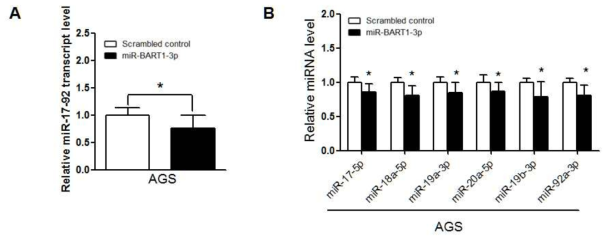 miR-BART1-3p 과발현이 miR-17-92 클러스터 발현에 미치는 영향 관찰 (A) miR-17-92 클러스터 전사체 발현 관찰 (B) miR-17-92 클러스터 내의 miRNA들 발현 관찰 *, P < 0.05