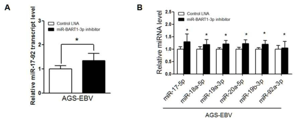 miR-BART1-3p 발현 저해가 miR-17-92 클러스터 발현에 미치는 영향 관찰 (A) miR-17-92 클러스터 전사체 발현 관찰 (B) miR-17-92 클러스터 내 miRNA들의 발현 관찰 *, P < 0.057