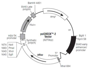 miRNA의 타겟 검정에 사용되는 psiCHECK-2 벡터의 모식도