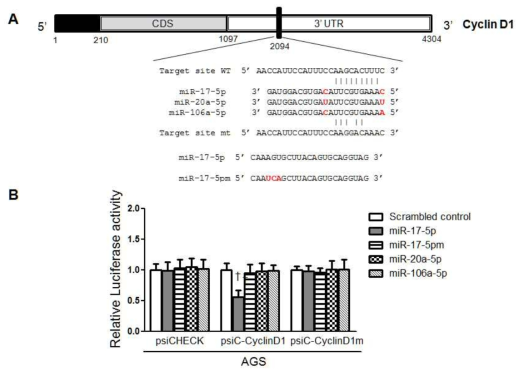 miR-17 family가 Cyclin D1을 타겟하는지 확인 (A) Cyclin D1 transcript와 miRNA 결합 부위 모식도 (B) miR-17-5p가 Cyclin D1의 3’UTR을 직접 타겟하는 것을 reporter assay로 검증 †, P < 0.01