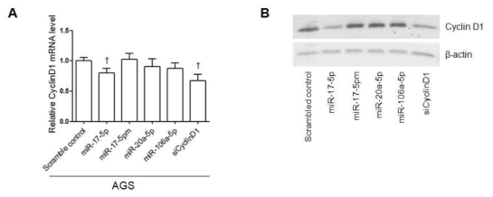 miR-17 family가 Cyclin D1의 mRNA(A) 및 protein level(B)을 조절하는지 확인 †, P < 0.01