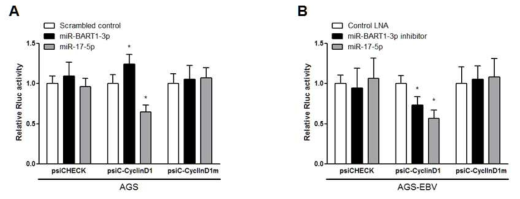 miR-BART1-3p가 miR-17-5p를 매개로 Cyclin D1을 조절하는지 검증 *, P < 0.05