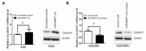 miR-BART1-3p가　Cyclin D1의 발현을 조절 *, P < 0.05