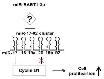 miR-BART1-3p의 작용 기전 모식도