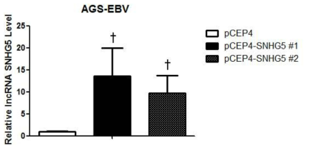 lncRNA SNHG5 과발현 벡터가 전달된 AGS-EBV 세포에서 SNHG5가 발현되는지를 qRT-PCR로 검증. n=3; †, P value<0.01