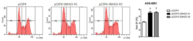 SNHG5 과발현이 AGS-EBV 세포 사멸에 미치는 영향 관찰. n=3; †, P value<0.01