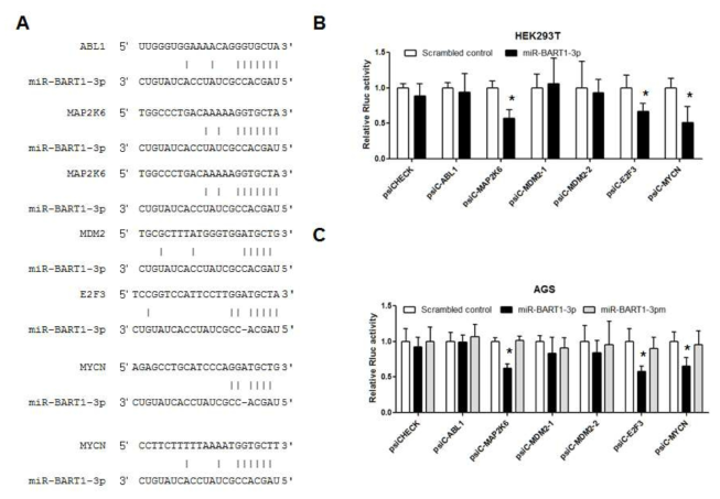 miR-BART1-3p가 miR-17-92 클러스터를 조절하는 유전자를 직접 타겟하는지를 reporter assay로 검증. n=3; *, P value<0.05