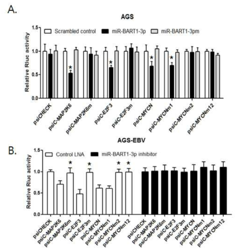 miR-BART1-3p가 miR-17-92 클러스터를 조절하는 유전자를 서열 특이적으로 타겟하는지를 reporter assay로 검증. n=3; *, P value<0.05