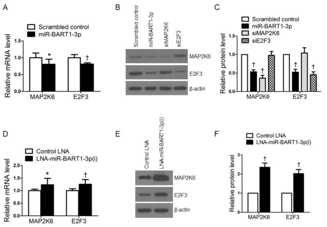 miR-BART1-3p의 과발현이 MAP2K6의 mRNA와 단백질 레벨을 조절함을 확인
