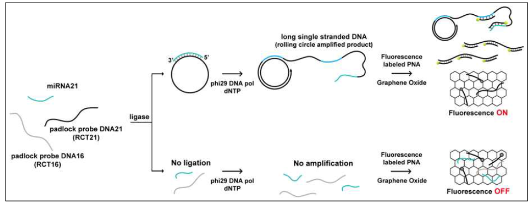 RCA (rolling circle amplification)를 통한 miRNA 증폭 및 산화그래핀을 이용한 miRNA의 형광 검출