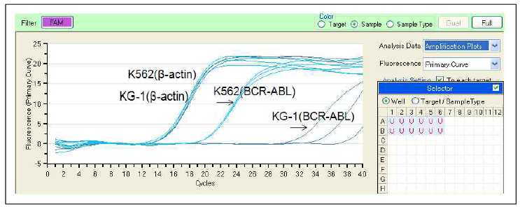 Real-time PCR을 이용하여 K562 cell 유래의의 BCR-ABL cDNA PCR증폭을 확인함