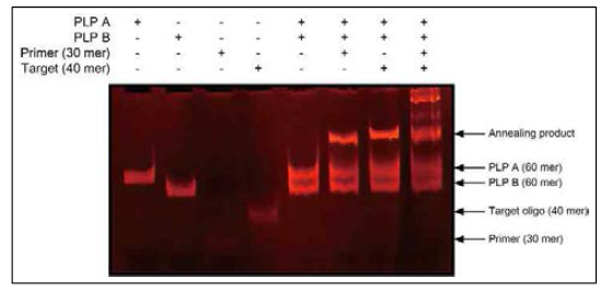 Padlock probe, target DNA, primer 사이의 annealing 확인 (15 % native gel)