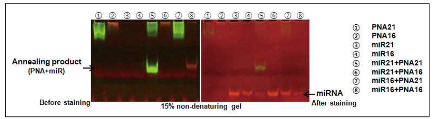 형광 프로브 PNA와 표적 miRNA의 상보성 검증