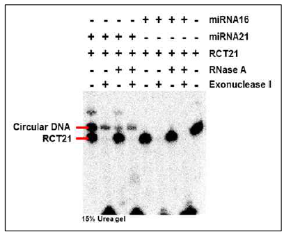 방사선 동위원소 표지된 RCT를 이용한 ligation 및 환형 DNA 생성 확인