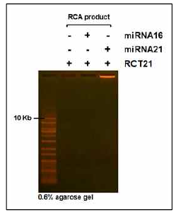 agarose gel을 이용한 RCA product 생성 확인