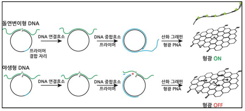 RCA를 이용한 유전자 점 돌연변이 검출 실험의 설계도