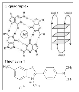 G-4중나선 DNA와 형광 물질 thioflavin T의 구조