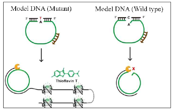DNA 4중 나선 구조인 g-quadruplex와 thioflavin t를 이용한 점 돌연변이 검출 시스템