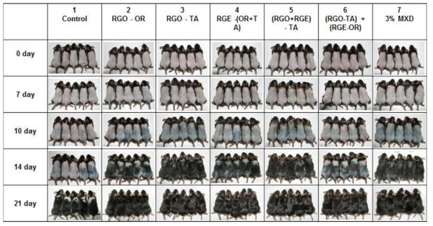 Hair growth promoting effects of red ginseng oil and red ginseng extract. The back skin of male C57BL/6 mice was shaved and treated daily with RGO, RGE, or MXD for 21 days. The back skin was photographed at 0, 7, 10, 14, and 21 days. (RGO: red ginseng oil; RGE: red ginseng extract; MXD: minoxidil; OR: oral gavage; TA: topical application)