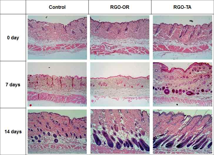 Effects red ginseng oil and red ginseng extract on hair follicle cycle in mice. RGO: red ginseng oil; RGE: red ginseng extract; MXD: minoxidil; OR: oral gavage; TA: topical application