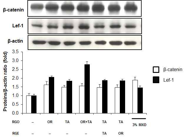 Effects of red ginseng oil and red ginseng extract on Wnt/â-catenin pathway in C57BL/6 mice skin tissue. Protein expression levels of â-catenin and Lef-1 were determined by western blotting. The intensity of bands were densitometrically measured and normalized against the protein levels of â-actin. (RGO: red ginseng oil; RGE: red ginseng extract; MXD: minoxidil; OR: oral gavage; TA: topical application)