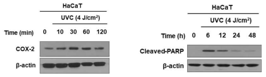 Effect of UVC on the expression of COX-2 and cleaved-PARP in HaCaT cells
