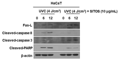 Effect of sitosterol (SITOS) on the UVC-induced apoptosis in HaCaT cells