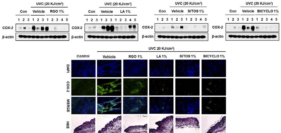 Effect of RGO and its major components on the expression of COX-2 protein in UVC-treated hairless mice
