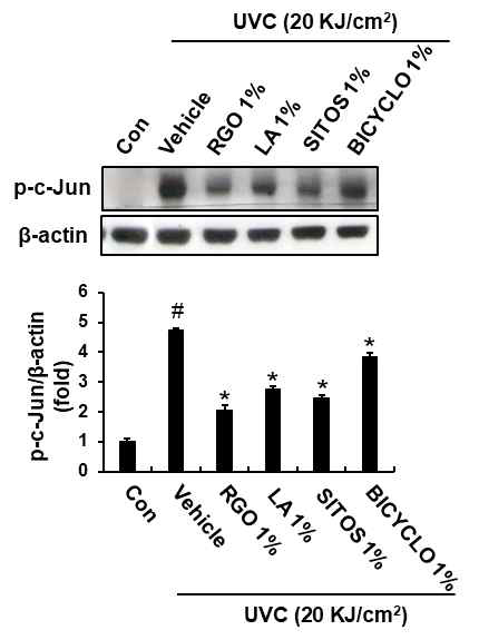 Effect of RGO and its major components on the c-Jun/AP-1 pathway in UVC-treated hairless mice