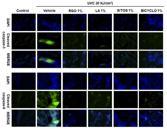 Effect of RGO and its major components on the UVC-induced apoptosis in hairless mice