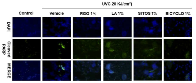Effect of RGO and its major components on the UVC-induced apoptosis in UVC-treated hairless mice