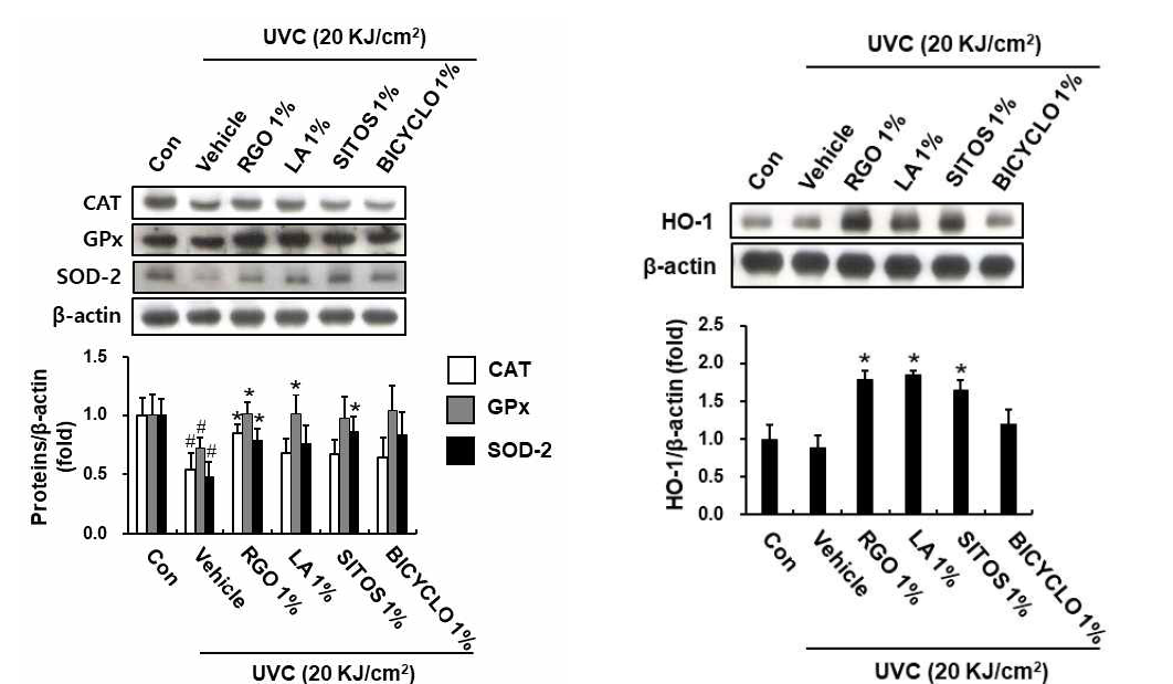 Effect of RGO and its major components on the expression of antioxidant enzymes in UVC-treated hairless mice