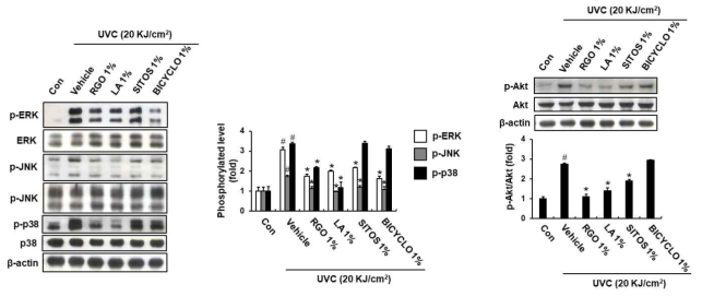 Effect of RGO and its major components on the phosphorylation of MAPK and Akt in UVC-treated hairless mice