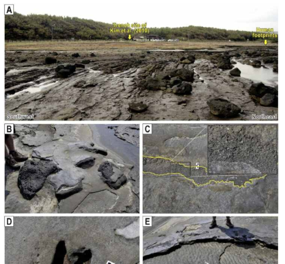 (A) An overview of the volcaniclastic deposits at the Sagyeri area with the locations of the human footprints and the trench site of Kim et al. (2010). (B) Primary airfall tuff bed mantling the protruded basalt blocks of the Kwanghaeak Basalt in the basal part of the volcaniclastic deposits at Sagyeri area. (C) Several centimeter-thick scoria lapilli layer intercalated in the basal part of the volcaniclastic deposits at Sagyeri area. (D) One of many footprints of Artiodactyla (a deer) on the upper surface of a tuff bed in the basal part of the volcaniclastic deposits at Sagyeri area. (E) Wave ripples exposed on the bedding plane of a reworked tuff intercalated between planar- to mantle-bedded primary tuffs with smooth bedding planes in the basal part of the volcaniclastic deposits at Sagyeri area