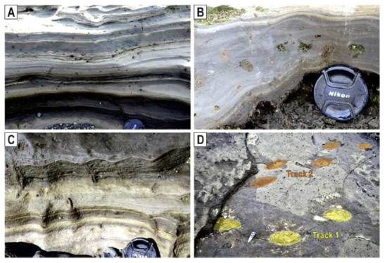 Deposit features of the Hamori Formation at the Sagyeri area. (A) Parallel-laminated very fine sandstones (dark-colored) alternating with thin mud drapes (light-colored). (B) Climbing ripple cross-laminated very fine sandstone. (C) Parallel-laminated to wave ripple cross-laminated siltstone. (D) The human footprints exposed on the bedding plane in the uppermost part of the Hamori Formation