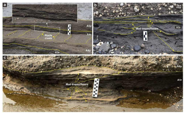 (a) Deposit features of Unit A4r with wave rippled lower surface and ripple cross laminated interior (inset photo). (b) Unit A5r is composed of multiple trough cross-strata sets with variable dip directions of cross strata. (c) Another exposure of Unit A5r showing mm thick mud drapes between cross-strata sets more clearly. The photo scales are graduated in centimeters