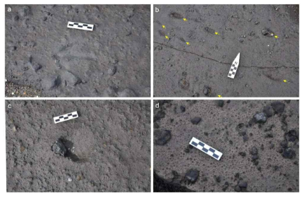 (a) Footprint of a bird on the upper bedding plane of Unit 10p. (b) Tiny impacts sags and prod/bounce marks on the same bedding plane. (c) An impact sag on the same bedding plane with a raised rim on the western side. (d) Raindrop impressions on the upper bedding plane of Unit 11p