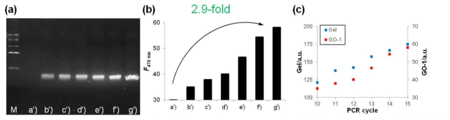 (a) PCR cycle 횟수에 따른 젤 전기영동 결과, (b) PCR 결과물을 산화그래핀-프로브 복합체 용액에 넣었을 때 나타난 형광세기, (c) (a)결과와 (b)결과를 비교한 그래프