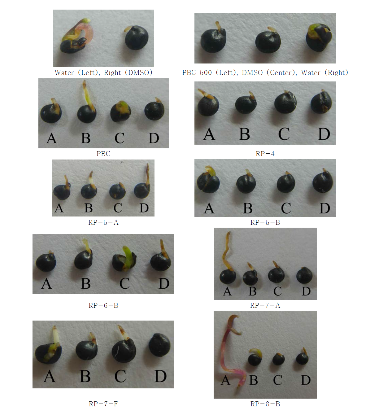 Morphological characterization of seed germination of Chenopodium album according to treatment of different concentration of isolated compounds from rice (Oryza sativa). A; DMSO 0.5% only treatment, B-D; concentrations of 100 μM (B), 500 μM (C) and 1000 μM (D) by treatments of isolated compounds from rice