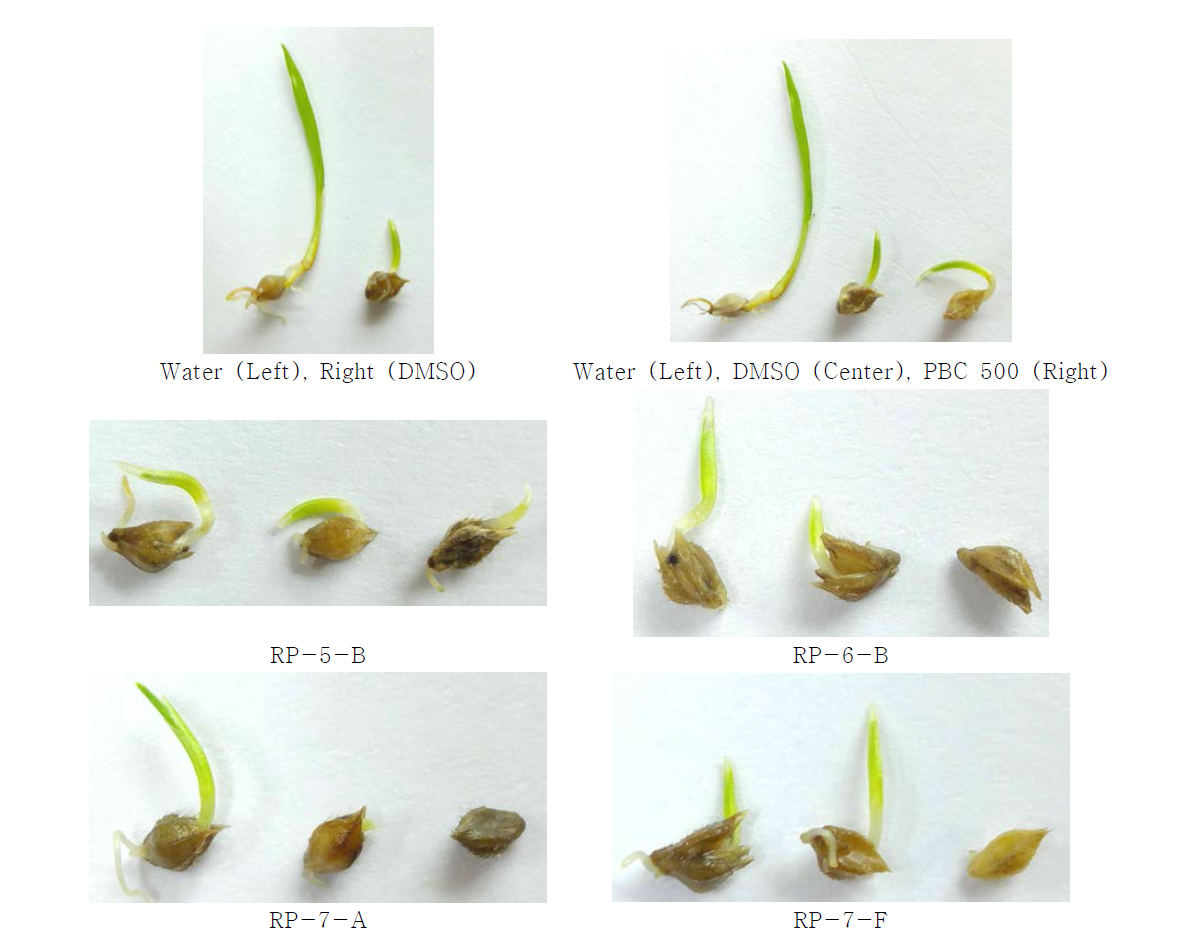Morphological characterization of seed germination of Echinochloa oryzicola according to treatment of different concentration of isolated compounds from rice (Oryza sativa). Left panel; 100 μM, Center panel; 500 μM, Right panel; 1000 μM by treatments of isolated compounds from rice