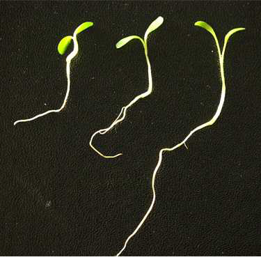 Figure 155에서 각 6개의 개체들 중 키가 가장 큰 개체들만 선별 비교 (왼쪽에서부터 제초활성 강, 중, 약)