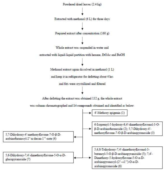 Flow chart for isolation of compounds from Oryza sativa leaves